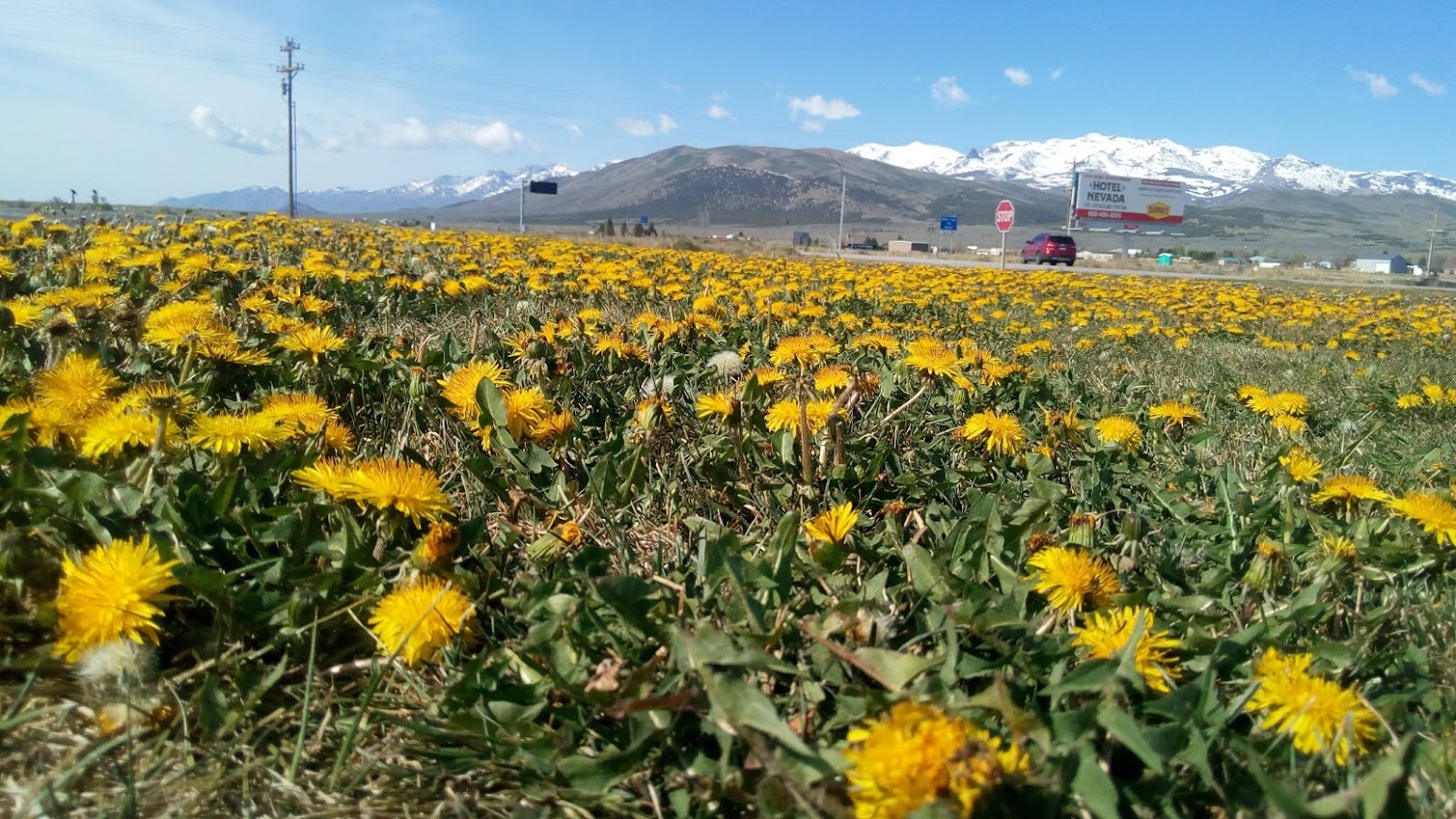Dandelions in close up with a mountain in the distance.